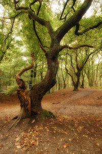 Herbstlicher Wald von Moetwil en van Dijk - Fotografie