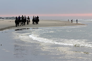 Terschelling, paarden op het strand in de avond - 1