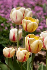 Sea of Tulips by Martin Steiner