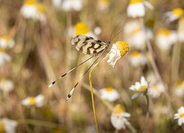 Greek elegance by NaturebyElisa