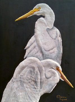 Witte Reigers (White Cattle Egret) van Floris Betrouw