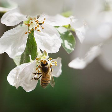 A bee embraces white blossom in the malus