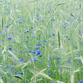 Cornflowers by Tom Elst