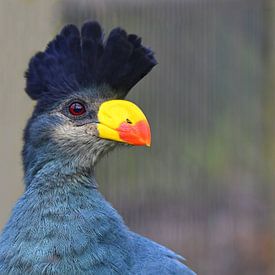 Le majestueux fou à joues bleues en détail sur Jose Lok