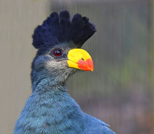 Majestätischer Blauwangentölpel im Detail