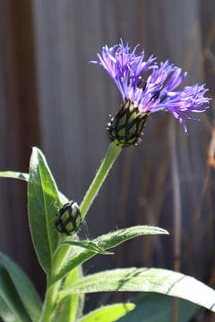Cornflower by Anja Smelter
