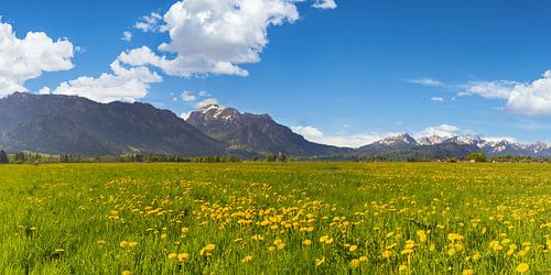 Bloeiende paardenbloemweide