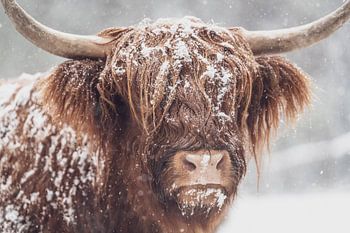Porträt einer schottischen Highlander-Kuh in einem verschneiten Wald