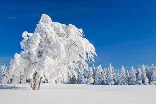 Windbuchs on the Schauinsland in the Black Forest