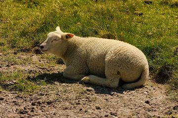 Enjoying the weather by Ron van der Meer