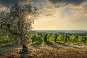 Weinberge von Bolgheri und ein Olivenbaum bei Sonnenuntergang, Toskana