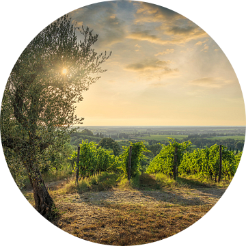 Bolgheri wijngaarden en een olijfboom bij zonsondergang, Toscane van Stefano Orazzini