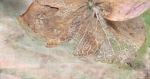 Verfall, Hortensienblatt im Herbst