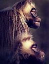 Affen im Dunkeln von Atelier Liesjes Miniaturansicht
