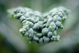 Leaf of a palm cabbage