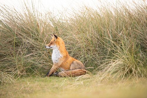 Vos zittend in de duinen in de herfst (AWD)