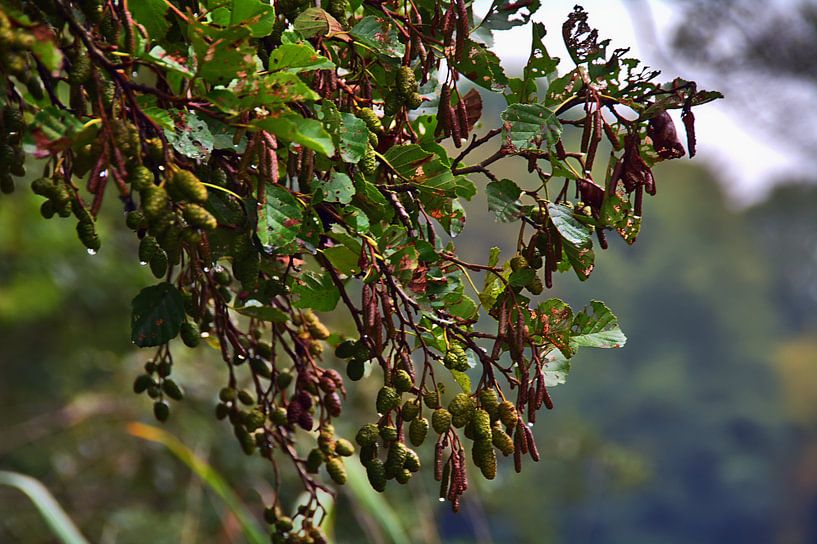 Pluie 4 par Edgar Schermaul