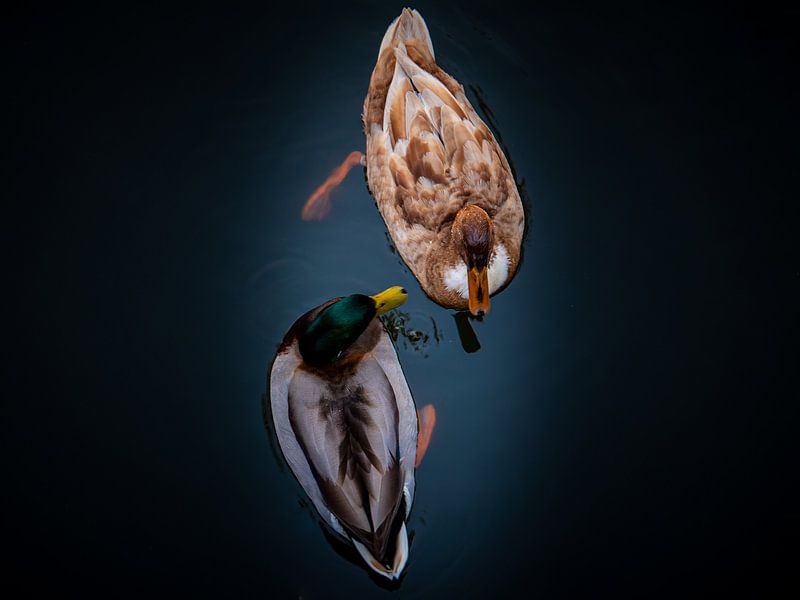 Be My Valentine by Leonidas Ladinskis