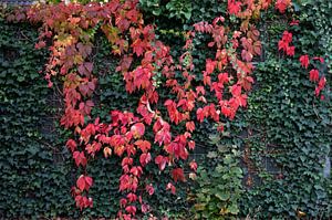 Die Farben des Herbstes in unterschiedlicher Pracht