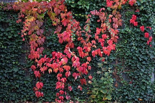 De kleuren van de herfst in verschillende pracht