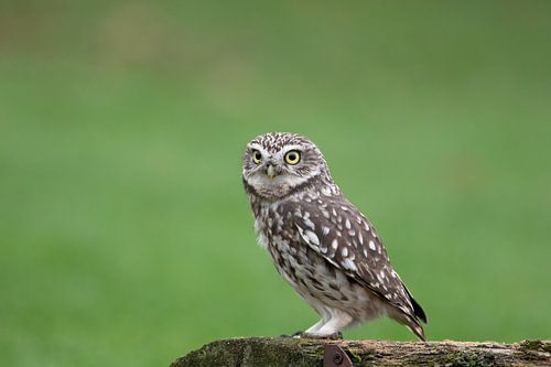 Athene noctua – Steenuil