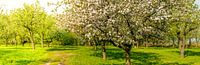 Springtime in the orchard with old apple trees in a meadow and cows in the distant background. Wide  by Sjoerd van der Wal Photography thumbnail
