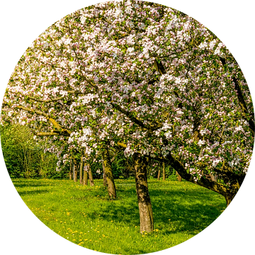 Lente in de boomgaard met oude appelbomen van Sjoerd van der Wal Fotografie