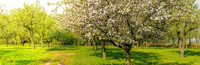 Springtime in the orchard with old apple trees in a meadow and cows in the distant background. Wide  by Sjoerd van der Wal Photography