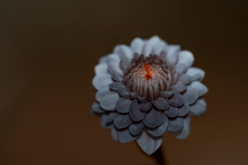 Nature morte artistique par Jolanda de Jong-Jansen