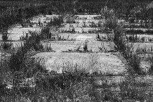 Überwachsenes altes Flugfeld - Lost Place Alter Flugplatz Rangsdorf