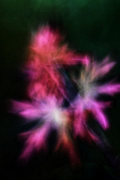explosie in roze van Norbert Stein