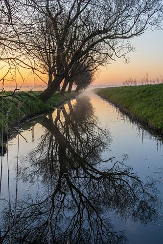 Reflectie bomen in sloot bij mistige zonsopkomst