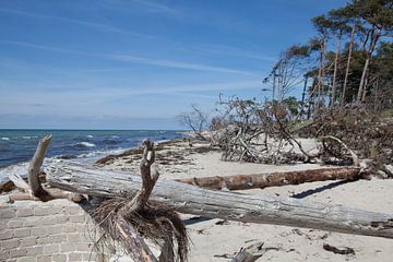 Ostsee: Darß - Weststrand von t.ART