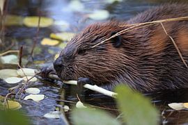 Canadian beaver (Castor canadensis) Alaska USA