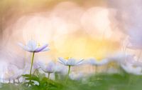 Wood anemones in colourful light