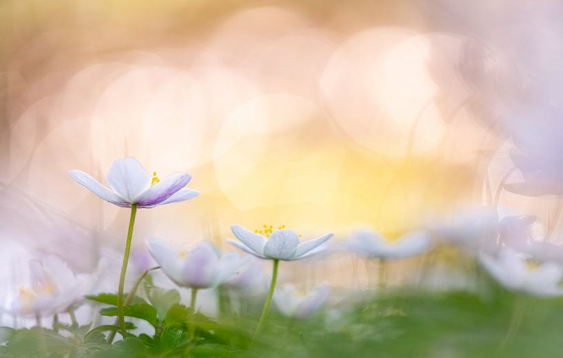 Wood anemones in colourful light by Ton van den Boogaard