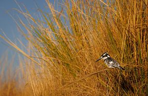 Ijsvogel in het riet op een tak