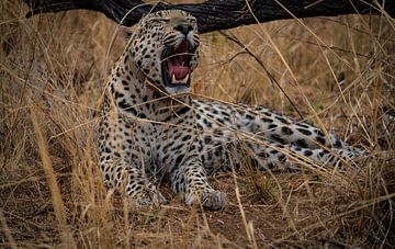 Afrikaanse luipaard in de woestijn van Namibië, Afrika van Patrick Groß