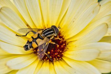 Photographie macro en couleur d'une fleur avec un insecte sur Jolanda de Jong-Jansen