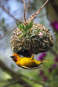 Kapweber (Ploceus capensis)