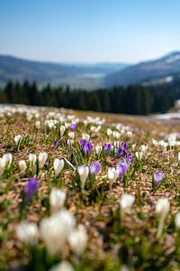 Krokusswiese über dem Hündle an einem frühlingshaften Tag in den Allgäuer Alpen