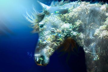 Sea Horse by Kim van Beveren