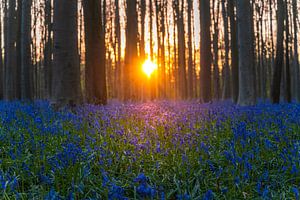 Coucher de soleil printanier enchanteur dans la forêt magique de Haller, ornée d'une mer de jacinthes des bois en fleurs. La chaude lueur du soleil se mêle aux teintes douces des fleurs printanières, créant une scène pittoresque de splendeur naturelle. Promenez-vous avec nous dans ce paysage enchanteur et découvrez l'harmonie entre le ciel et la terre, capturée dans cette photographie à couper le souffle. Capturez la beauté des saisons et ajoutez une touche d'essence printanière à vos projets avec ce coucher de soleil parfait dans la forêt de Haller.   Mots clés : coucher de soleil, Hallerbos, printemps, jacinthes des bois, floraison, beauté naturelle, paysage, saisons, photographie, enchantement, éclaboussure de couleurs, harmonie naturelle, mer de fleurs, sérénité.