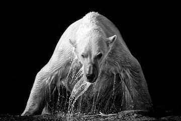 polar bear comes out of the water by Tilly Meijer