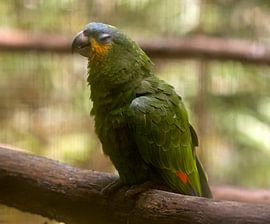 Geelvoorhoofdamazone