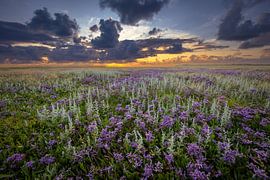 Der Sluter mit blühendem Seelavendel von Andy Luberti