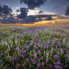 The Sluter with flowering sea lavender by Andy Luberti