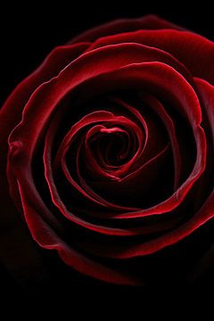 Close-up van een rode roos van De Muurdecoratie