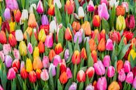 en variatie van kleurrijke  tulpen van eric van der eijk thumbnail