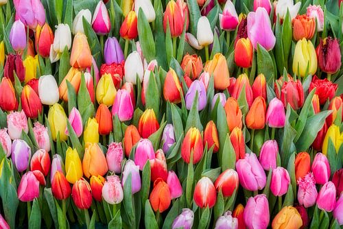 et une variété de tulipes colorées